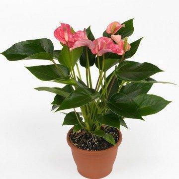 Антуриум Pink Love, Гор14, Выс50 в интернет гипермаркете «Планета Лета». Фото