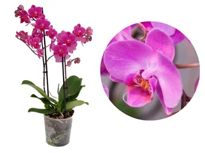 Фаленопсис 2 pp Multiflora, Гор9, Выс40 в интернет гипермаркете «Планета Лета». Фото