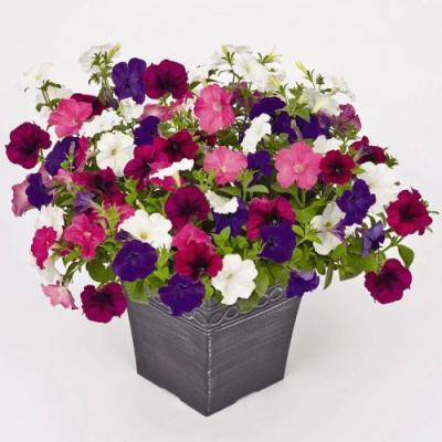 Петуния ампел., Гор10,5 М в интернет гипермаркете «Планета Лета». Фото