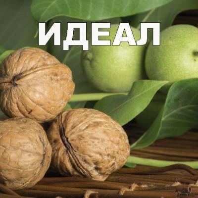Грецкий орех Идеал 2-летка С4 Выс100 в интернет гипермаркете «Планета Лета». Фото