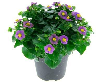 Экзакум, Гор13 М в интернет гипермаркете «Планета Лета». Фото