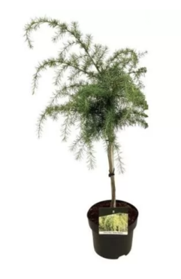 Кедр гималайский Golden Horizon штамб, Го38, Выс140 И в интернет гипермаркете «Планета Лета». Фото