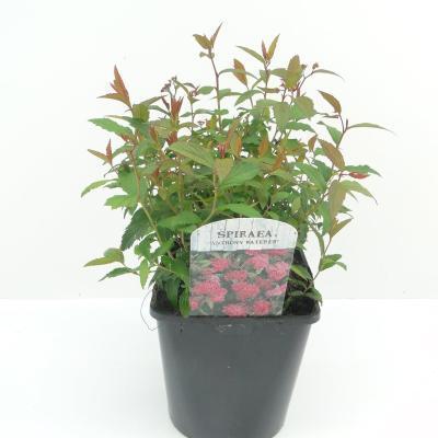 Спирея япон.Anthony Waterer, Гор10, Выс15 в интернет гипермаркете «Планета Лета». Фото