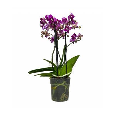 Фаленопсис Mix Mutant, Гор6, Выс25 в интернет гипермаркете «Планета Лета». Фото