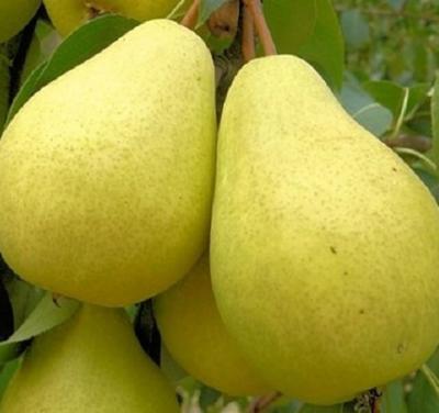 Груша Лада 2-летка С4 Н140 в интернет гипермаркете «Планета Лета». Фото