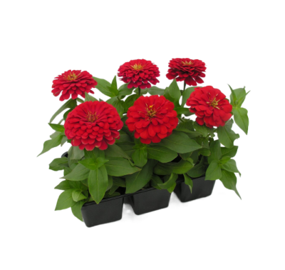 Цинния, P6, Выс20 в интернет гипермаркете «Планета Лета». Фото