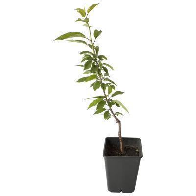 Черешня Валерий Чкалов 2-летка С4 140 в интернет гипермаркете «Планета Лета». Фото