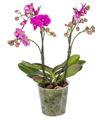 Фаленопсис 2 рр multiflora Гор12 Выс49 в интернет гипермаркете «Планета Лета». Фото