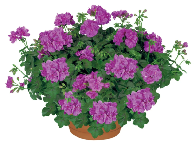 Пеларгония плющевидная, Гор12 М в интернет гипермаркете «Планета Лета». Фото