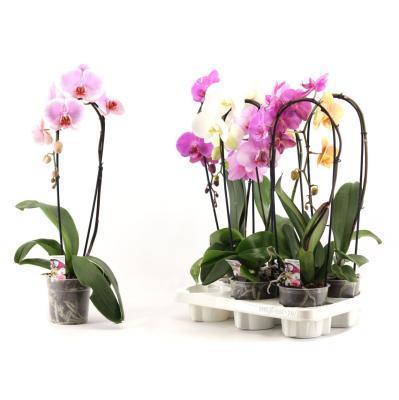 Фаленопсис Vert Mix, Гор15, Выс70 в интернет гипермаркете «Планета Лета». Фото