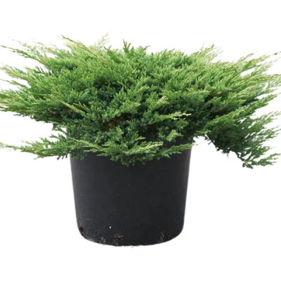Можжевел.гориз.Prince of Wales, Гор32, Выс60 в интернет гипермаркете «Планета Лета». Фото