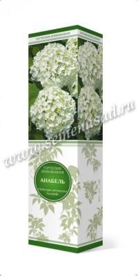 Гортензия древовидная Анабель П в интернет гипермаркете «Планета Лета». Фото