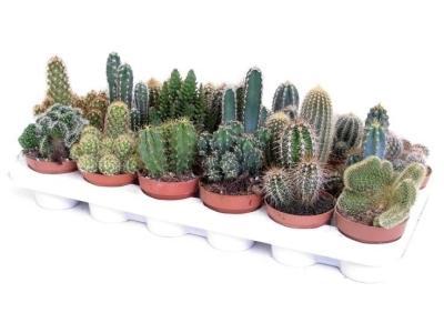 Кактус Mix, Гор9, Выс20 в интернет гипермаркете «Планета Лета». Фото