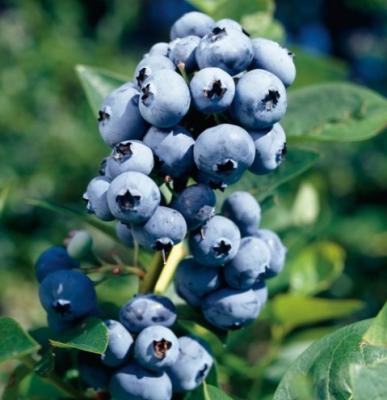 Голубика высокорослая Блюжей 7Ц в интернет гипермаркете «Планета Лета». Фото
