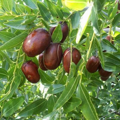 Финик /зизифус/ Синит 2-летка С2 Выс30 в интернет гипермаркете «Планета Лета». Фото