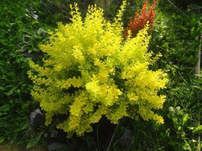 Барбарис т.Ауреа, Гор17 Л в интернет гипермаркете «Планета Лета». Фото