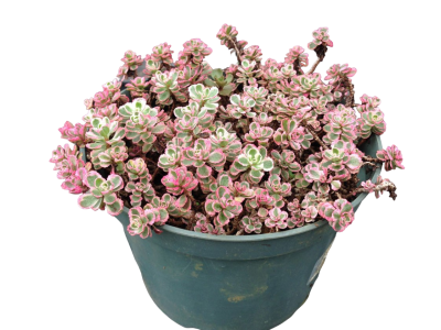 Очиток ложный, Гор17 М в интернет гипермаркете «Планета Лета». Фото