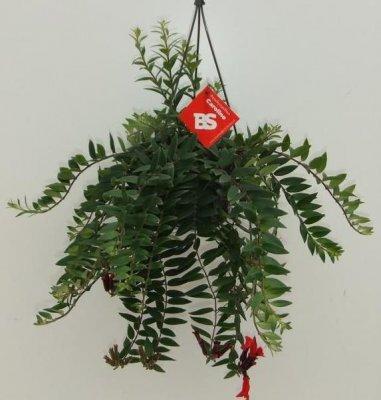 Эсхинантус Caroline, Гор15, Выс50 в интернет гипермаркете «Планета Лета». Фото