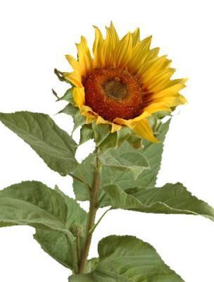 Подсолнух 86 см д-14 см 12/48 30.03080080 в интернет гипермаркете «Планета Лета». Фото