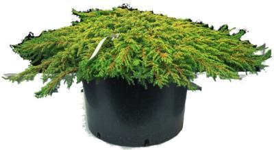 Можжевел.обыкн.Грин Карпет, Гор19, Выс20-30 КТ в интернет гипермаркете «Планета Лета». Фото