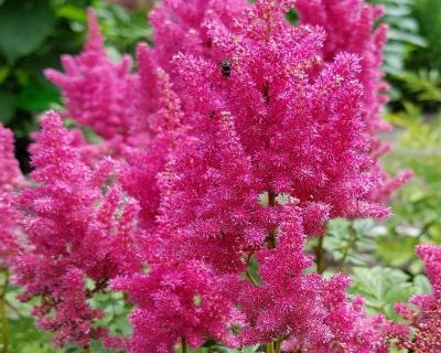 Астильба Бремен Гор17 М в интернет гипермаркете «Планета Лета». Фото