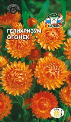 Гелихризум Огонёк 0,2 гр в интернет гипермаркете «Планета Лета». Фото