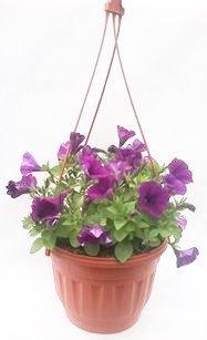 Кашпо из ампельных растений в ассорт, Гор22 М в интернет гипермаркете «Планета Лета». Фото