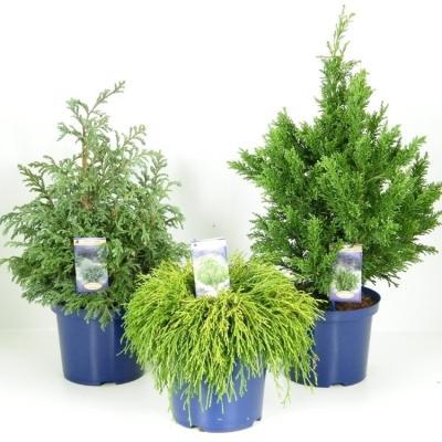 Кипарисовик микс, Гор13, Выс30 в интернет гипермаркете «Планета Лета». Фото