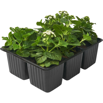 Агератум, P6, Выс20 в интернет гипермаркете «Планета Лета». Фото