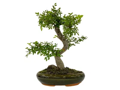 Бонсаи Zelkova, Гор16, Выс30 в интернет гипермаркете «Планета Лета». Фото