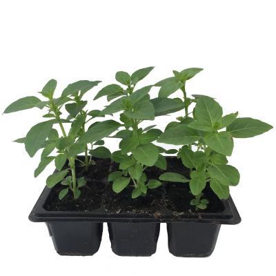 Рассада Базилик (1*6) в интернет гипермаркете «Планета Лета». Фото