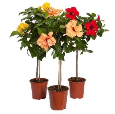 Гибискус Bangkok on stam, Гор17, Выс70 в интернет гипермаркете «Планета Лета». Фото