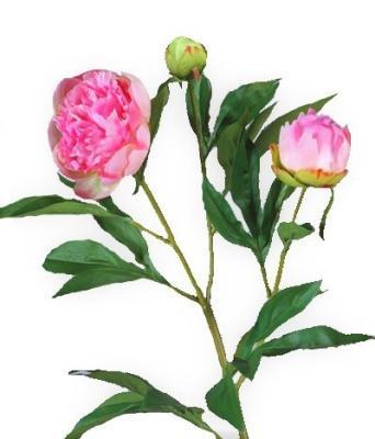 Пион розовый ветвь 60 см 1 цв 2 бут д 10,7,3 см 12/60 30.0610011PK в интернет гипермаркете «Планета Лета». Фото