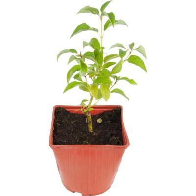 Дерен отпрыск.Flaviramea, Гор13, Выс30 в интернет гипермаркете «Планета Лета». Фото