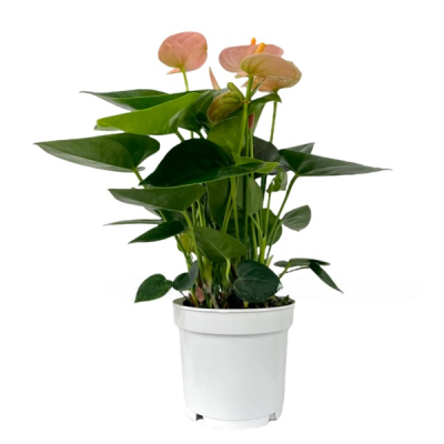 Антуриум Spirit, Гор14, Выс50 в интернет гипермаркете «Планета Лета». Фото