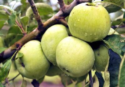 Яблоня Ренет Симиренко 2-летка С4 Н140 в интернет гипермаркете «Планета Лета». Фото