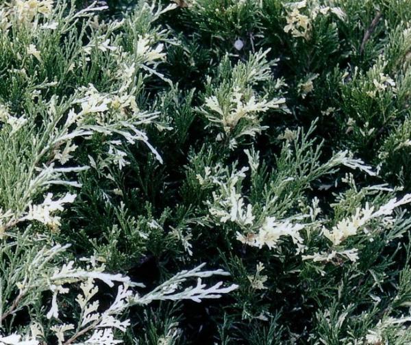 Можжевел.казац.Variegata, Гор17, Выс25-30 в интернет гипермаркете «Планета Лета». Фото