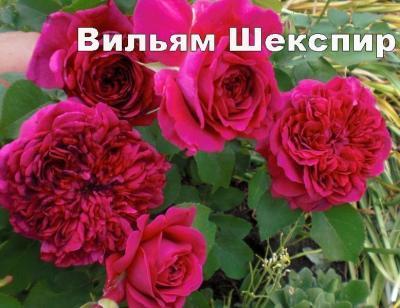 Роза английская парковая Уильям Шекспир C2 Выс30 в интернет гипермаркете «Планета Лета». Фото