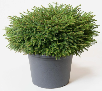 Ель обыкн.Nidiformis С3, Выс20-25 в интернет гипермаркете «Планета Лета». Фото