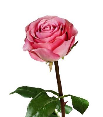 Роза Соло Нью большая розовая в-72 см, бутон в-7, д-10 см 12/48 30.0612100FU в интернет гипермаркете «Планета Лета». Фото