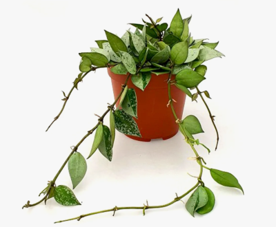 Хойя Eskimo, Гор12, Выс27 в интернет гипермаркете «Планета Лета». Фото