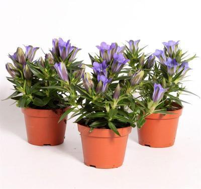 Горечавка, Гор10, Выс18 в интернет гипермаркете «Планета Лета». Фото