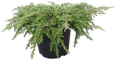 Можжевел.обыкн.Repanda, Гор19, Выс55 в интернет гипермаркете «Планета Лета». Фото