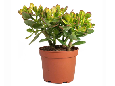 Крассула Schmidtii Orbicularis, Гор11, Выс30 в интернет гипермаркете «Планета Лета». Фото