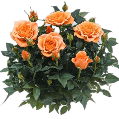 Роза миниатюрная Оранж беби 23 М в интернет гипермаркете «Планета Лета». Фото