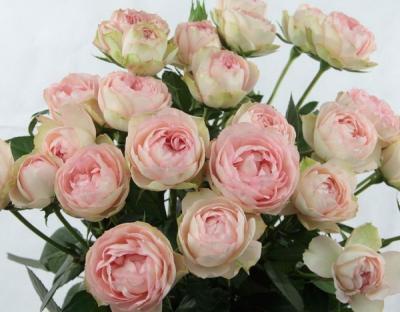 Роза флорибунда Лавли Рококо Гор 23 М в интернет гипермаркете «Планета Лета». Фото