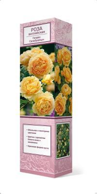 Роза английская парковая Голден Селебрейшен Люкс П в интернет гипермаркете «Планета Лета». Фото