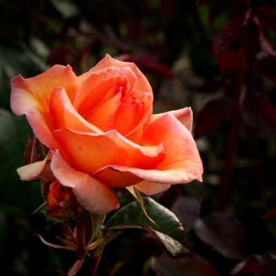 Роза чайно-гибридная Дорис Тистерман 7Ц в интернет гипермаркете «Планета Лета». Фото