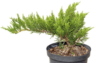 Можжевел.казац.Tamariscifolia, Гор25, Выс40 И в интернет гипермаркете «Планета Лета». Фото