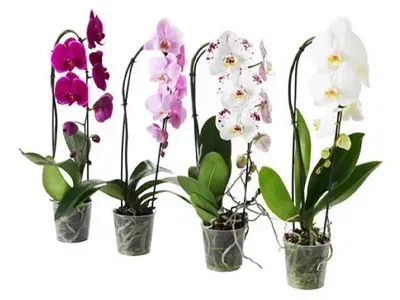 Фаленопсис Cascade Angel, Гор12, Выс30 в интернет гипермаркете «Планета Лета». Фото